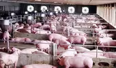 Giá thịt lợn liên tiếp giảm trong năm 2023 do nhập khẩu nhiều?