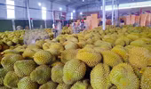 Xuất khẩu sầu riêng gặp khó vì thiếu nơi kiểm nghiệm, yêu cầu làm rõ trách nhiệm