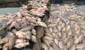 Bộ Nông nghiệp cùng Hải Dương tìm nguyên nhân khiến 300 tấn cá lồng bè chết trắng