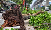 Hà Nội: Gần 1.000 cây xanh gãy, đổ do trận giông lốc kinh hoàng tối 20-4