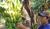 Nông dân khốn khổ vì tin đồn ăn chuối bị ung thư