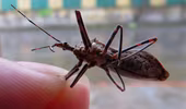 2 con bọ xít hút máu “tấn công” nhà dân