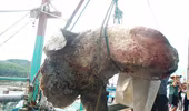Cá mặt trăng nặng hơn 500kg mắc lưới ngư dân