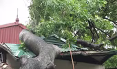 Hà Nội: Cây lớn bật gốc đổ vào nhà dân