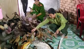 Phát hiện nhiều tiêu bản động vật hoang dã quý hiếm