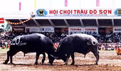 Vinh danh Lễ hội chọi trâu Đồ Sơn