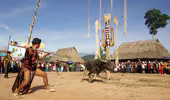 Độc đáo hội Đâm trâu ở Tây Giang