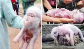 Xuất hiện lợn đẻ ra voi làm xôn xao cả tỉnh Sóc Trăng