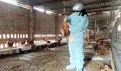 Lo ngại trước diễn biến cúm gia cầm