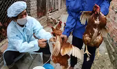 21 tỉnh xuất hiện cúm gia cầm