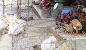Mối lo cúm gia cầm từ các chợ dân sinh