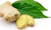 Gừng giúp hạ đường huyết