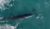 Cảnh quay trên không tuyệt đẹp về cá voi chơi đùa với đàn cá heo 