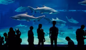 Nhật Bản: Cá mập có nguy cơ tuyệt chủng sinh con trong thủy cung