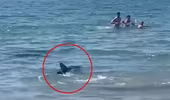 Cá mập bơi sát bờ khiến du khách đang tắm biển hoảng sợ