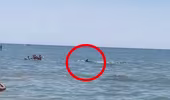 Tưởng cá mập rình rập, du khách tắm biển sợ hãi tháo chạy 