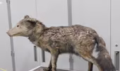 Trưng bày mẫu vật mới về loài sói Nhật Bản đã tuyệt chủng