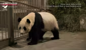 Bốn con gấu trúc ở Nhật Bản được đưa về Trung Quốc