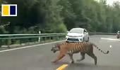 Hổ Amur hoang dã bất ngờ lao ra giữa đường ở Trung Quốc
