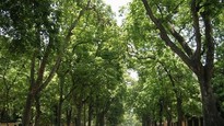 Nhớ cây xanh trên phố