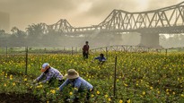 Phụ nữ Ba Đình nhuận sắc cùng những vạt hoa vàng ven sông