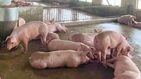 Giá lợn hơi quay đầu tăng trở lại