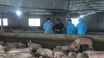 Phú Thọ có tới 111 xã có ổ dịch tả lợn châu Phi, lúng túng trong kiểm soát dịch