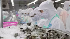 Thu gần 8,17 tỷ USD từ xuất khẩu thủy sản trong 9 tháng đầu năm