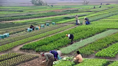 Hà Nội: Dự kiến không tăng giá đất nông nghiệp do lo ngại đẩy giá bất động sản?