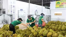 Kiểm nghiệm sầu riêng xuất khẩu đi Trung Quốc trở lại bình thường