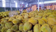 Xuất khẩu sầu riêng gặp khó vì thiếu nơi kiểm nghiệm, yêu cầu làm rõ trách nhiệm