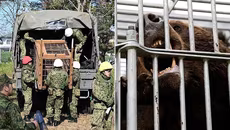 Nhật Bản huy động binh sĩ sau loạt vụ gấu hoang tấn công gây chết người