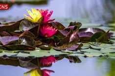 Chiêm ngưỡng hoa súng hai màu quý hiếm 