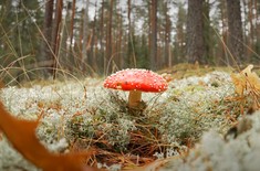 Thí nghiệm trồng nấm nhằm phục hồi chất lượng đất 