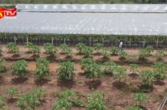 Thủ tục mới về chuyển đất nông nghiệp sang đất thổ cư