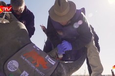 Tiêm chất phóng xạ vào sừng tê giác để để chống nạn săn trộm