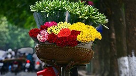 Hoa loa kèn tinh khôi xuống phố Hà Nội