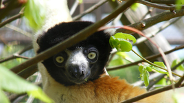 Những loài động vật kỳ lạ chỉ có ở đảo Madagascar