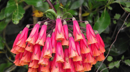 Khám phá những loài hoa loa kèn độc đáo trên thế giới