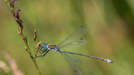 Thế giới muôn màu của các loài chuồn chuồn