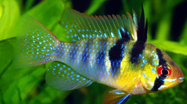 Mê mẩn với vẻ đẹp của các loài cá rô được ưa chuộng trên thế giới