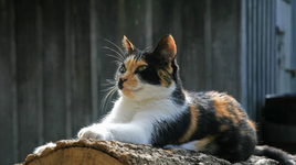 Những đặc tính lý thú của loài mèo tam thể