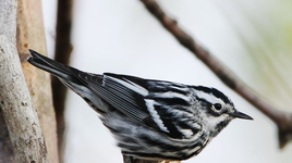 Những loài chim chích lý thú và độc đáo ít người biết trên thế giới