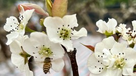 Cả rừng hoa lê Tây Bắc ùn ùn ‘đổ bộ’ về Thủ đô