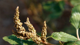 Loại rau mọc dại nhiều ở Việt Nam có thể phòng bệnh ung thư và tim mạch