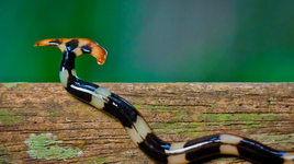 Loài vật đáng sợ, chứa chất độc thần kinh chết người