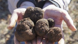 Độc lạ loài nấm quý mang 48 sắc thái mùi vị riêng biệt, mệnh danh là “kim cương đen”