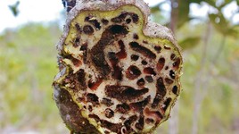 Loài cây quý hiếm phát triển cộng sinh cùng kiến