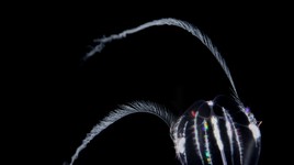 Phát hiện loài vật có khả năng “du hành thời gian để cải lão hoàn đồng”