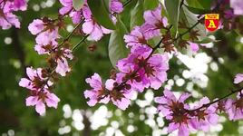 Phố phường Hà Nội đẹp mơ màng dưới sắc tím bằng lăng